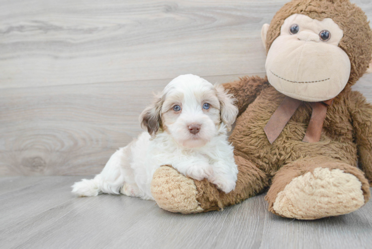 Little Havadoodle Poodle Mix Puppy