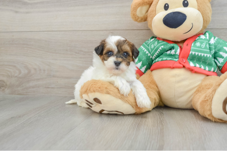 Little Havadoodle Poodle Mix Puppy