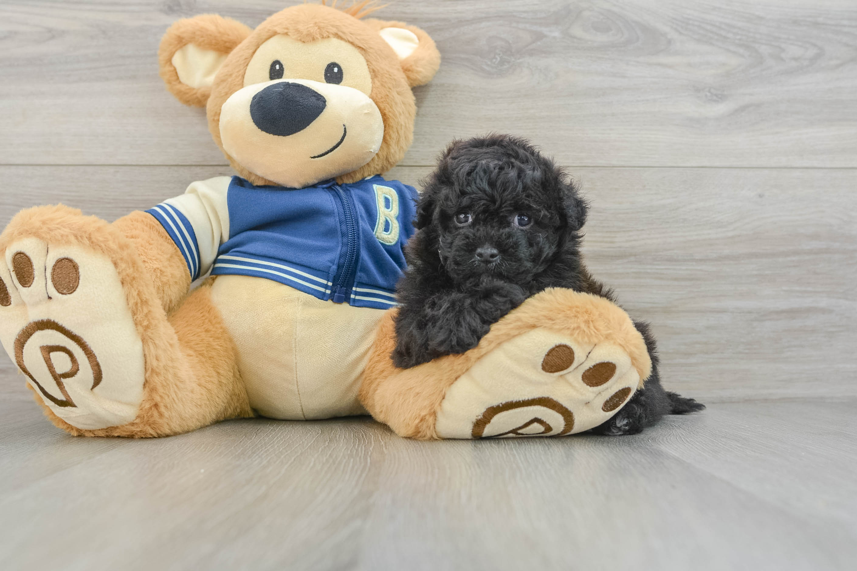 Petite Havapoo Poodle Mix Pup