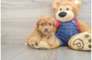 Adorable Havadoodle Poodle Mix Puppy
