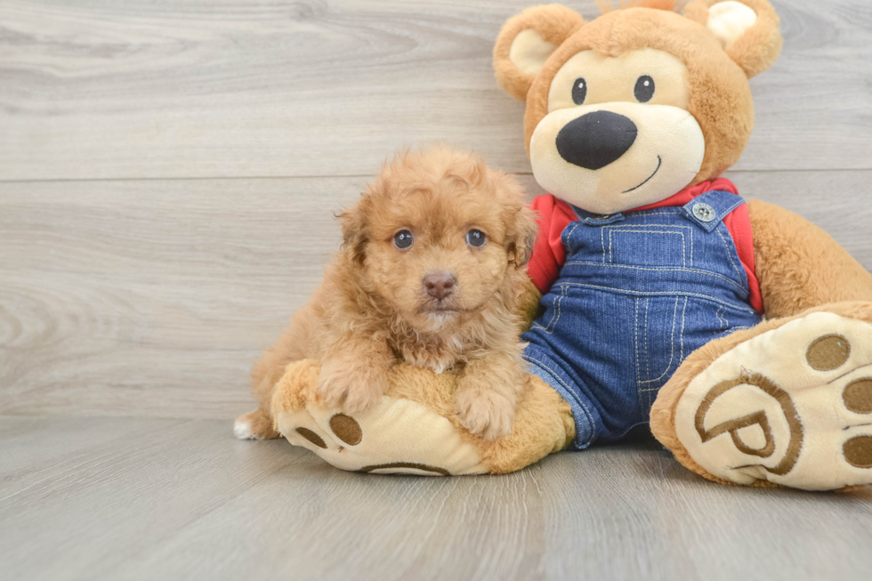 Adorable Havadoodle Poodle Mix Puppy