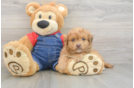 Fluffy Havapoo Poodle Mix Pup