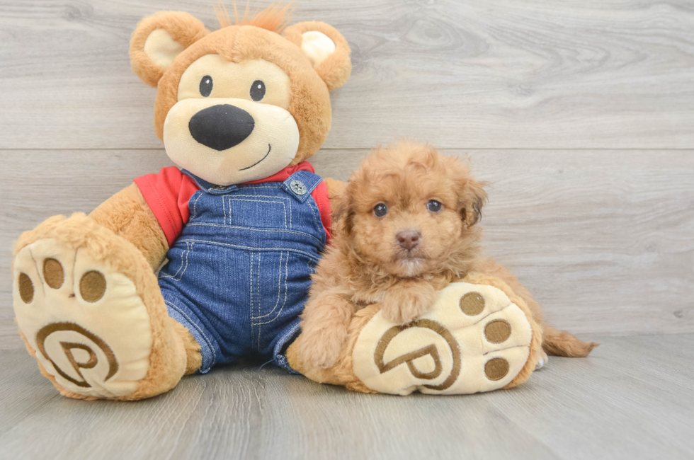 5 week old Havapoo Puppy For Sale - Puppy Love PR