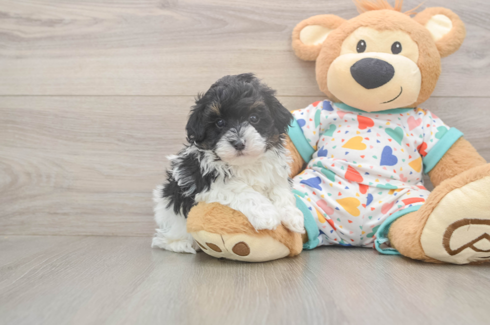 5 week old Havapoo Puppy For Sale - Puppy Love PR