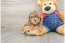 Havapoo Pup Being Cute