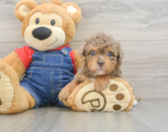 9 week old Havapoo Puppy For Sale - Puppy Love PR