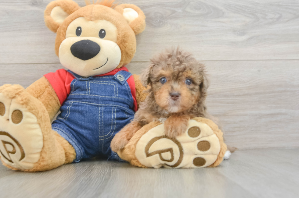 5 week old Havapoo Puppy For Sale - Puppy Love PR
