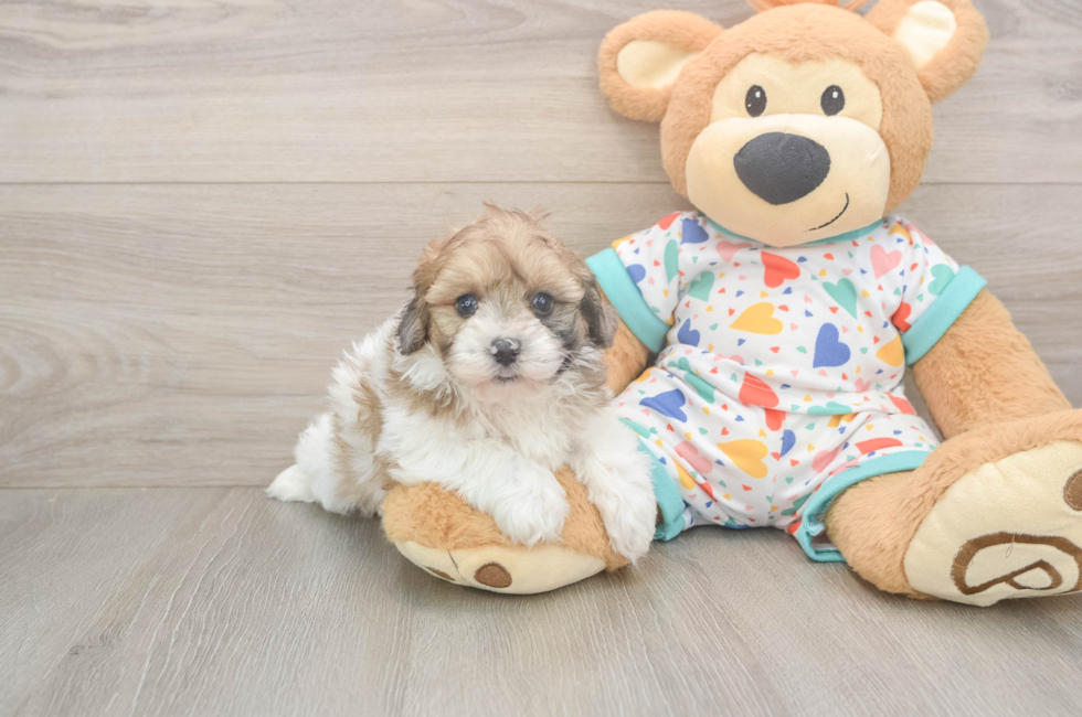 5 week old Havapoo Puppy For Sale - Puppy Love PR