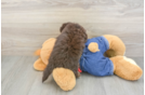 Energetic Havadoodle Poodle Mix Puppy