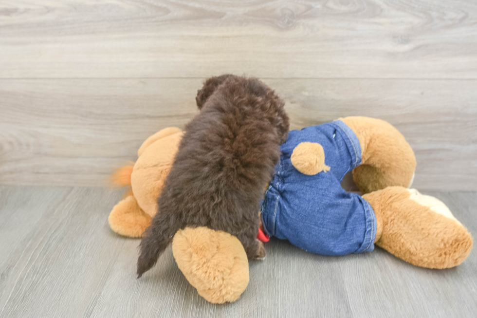 Energetic Havadoodle Poodle Mix Puppy
