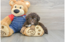 Funny Havapoo Poodle Mix Pup