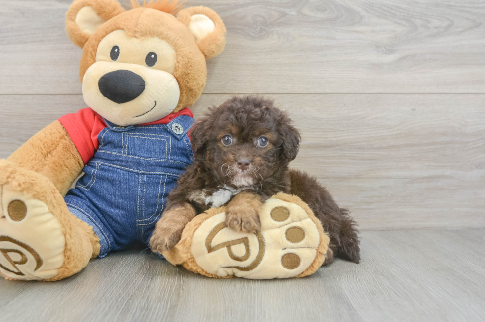 5 week old Havapoo Puppy For Sale - Puppy Love PR