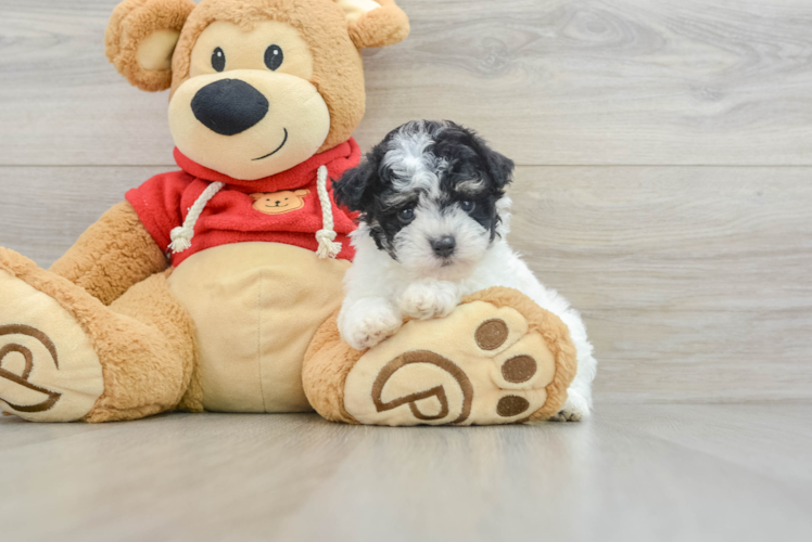 Meet Riviera - our Havapoo Puppy Photo 1/3 - Puppy Love PR Hypoallergenic Havadoodle Poodle Mix Puppy