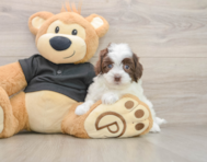 8 week old Havapoo Puppy For Sale - Puppy Love PR