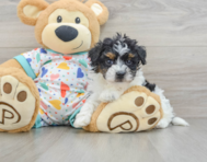 9 week old Havapoo Puppy For Sale - Puppy Love PR