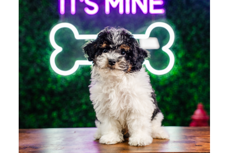Cute Havadoodle Poodle Mix Puppy