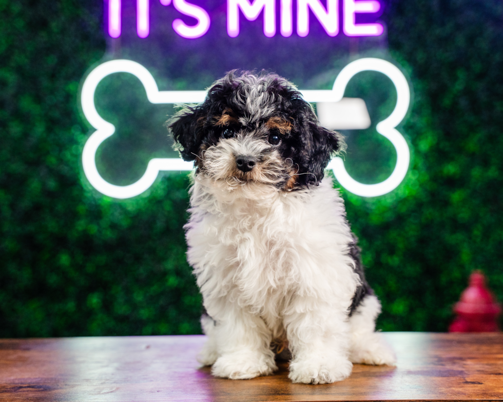 Cute Havadoodle Poodle Mix Puppy