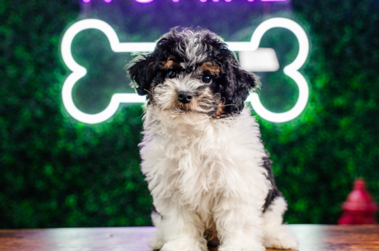 Cute Havadoodle Poodle Mix Puppy