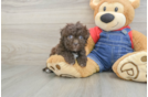 Little Havadoodle Poodle Mix Puppy