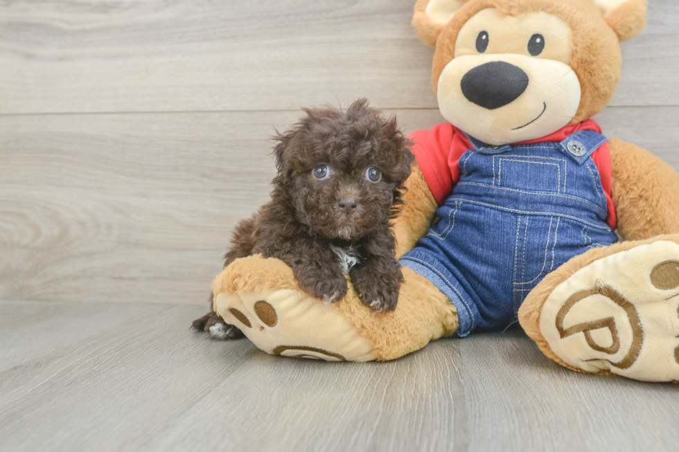 Little Havadoodle Poodle Mix Puppy