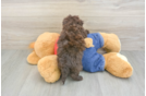 Smart Havapoo Poodle Mix Pup