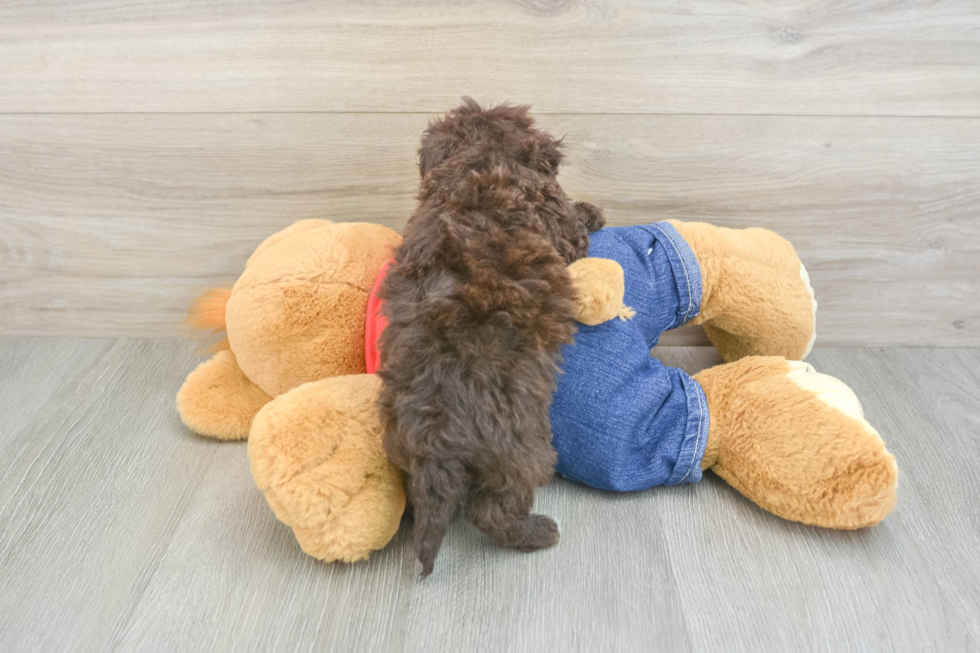 Smart Havapoo Poodle Mix Pup