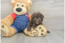Smart Havapoo Poodle Mix Pup