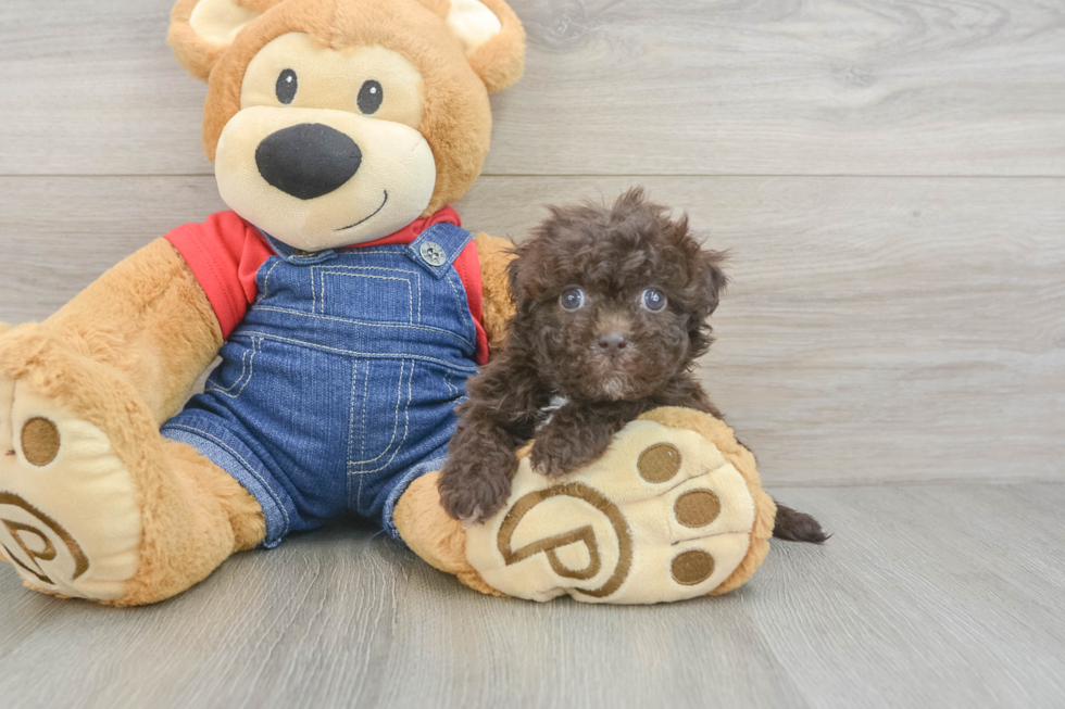 Smart Havapoo Poodle Mix Pup