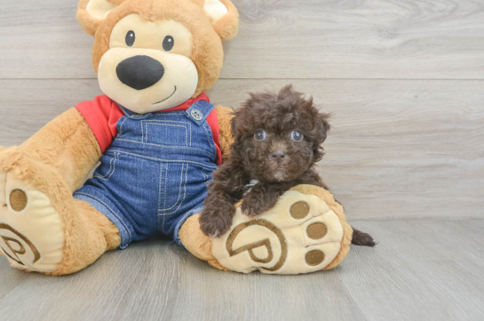 Smart Havapoo Poodle Mix Pup
