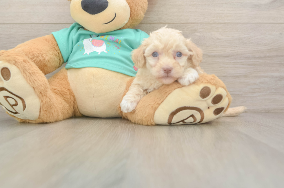 5 week old Havapoo Puppy For Sale - Puppy Love PR