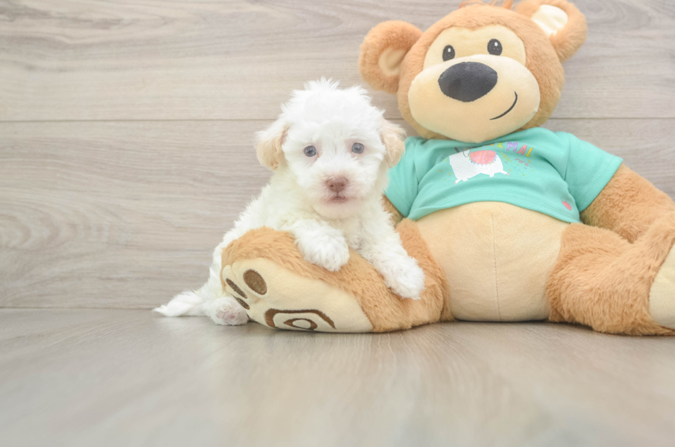 5 week old Havapoo Puppy For Sale - Puppy Love PR