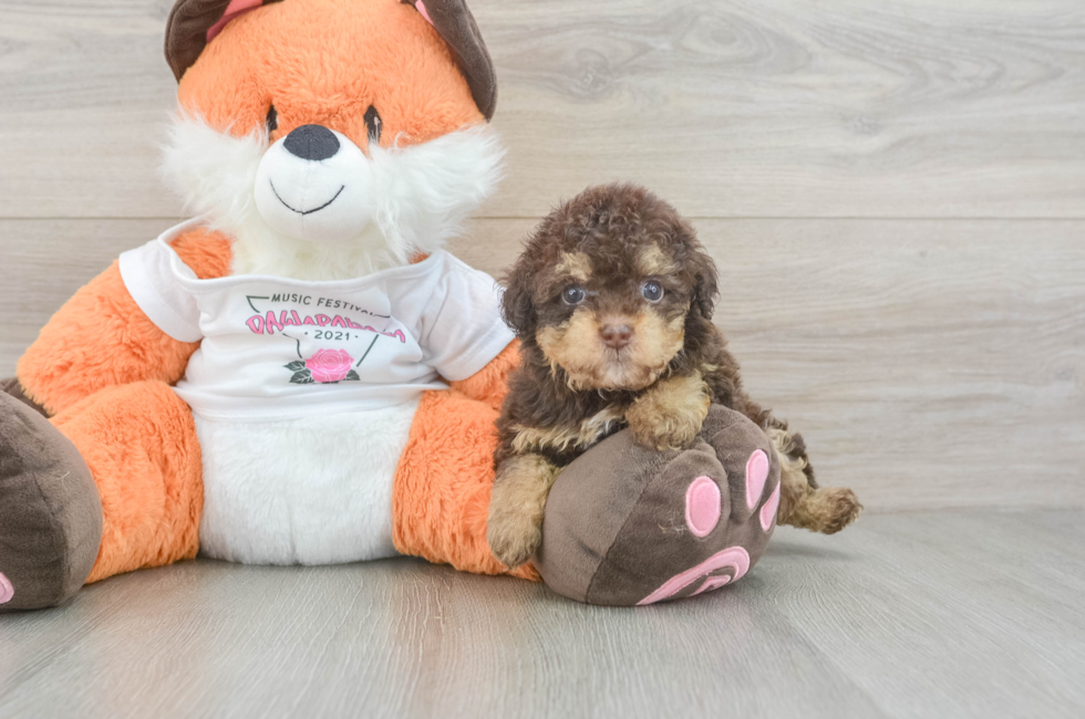 6 week old Havapoo Puppy For Sale - Puppy Love PR