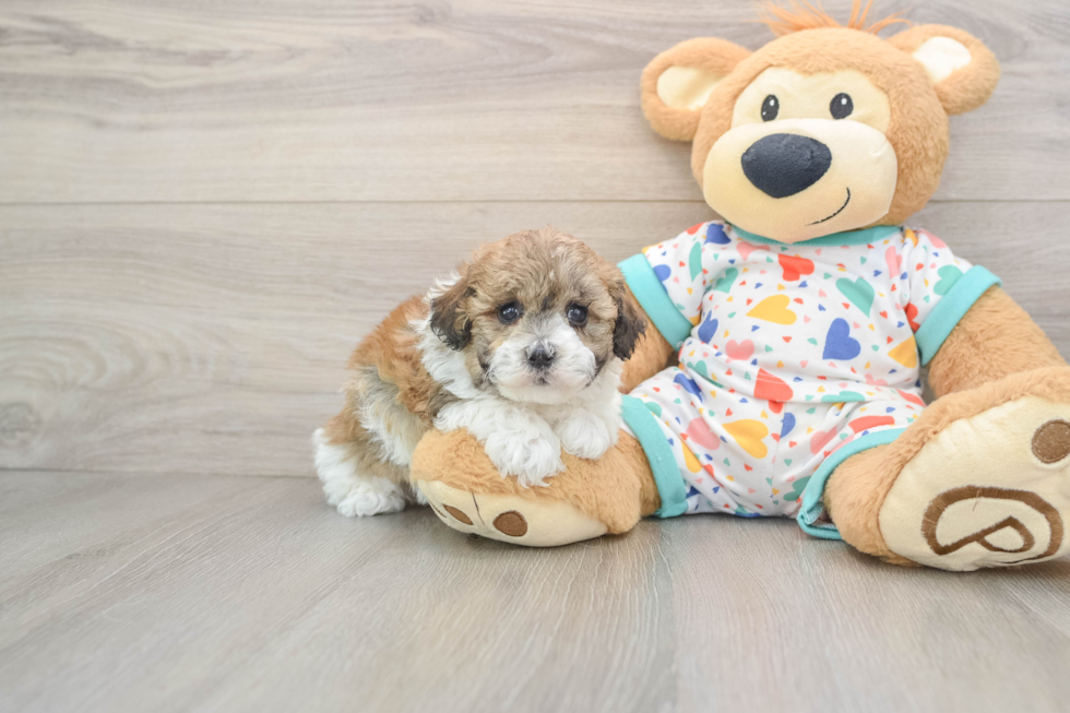 Smart Havapoo Poodle Mix Pup