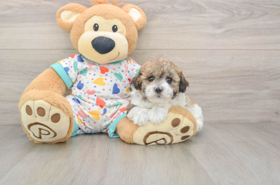 Popular Havapoo Poodle Mix Pup