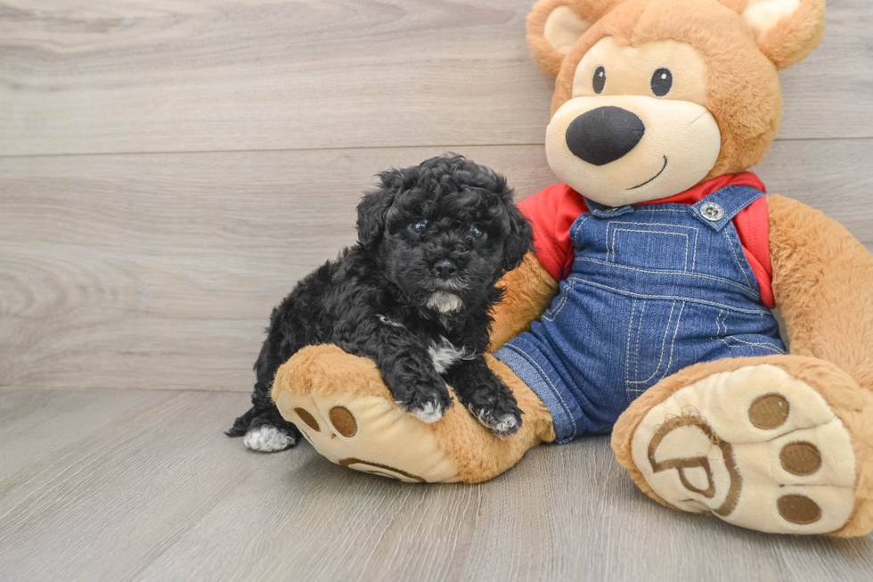 Fluffy Havapoo Poodle Mix Pup