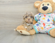 8 week old Havapoo Puppy For Sale - Puppy Love PR