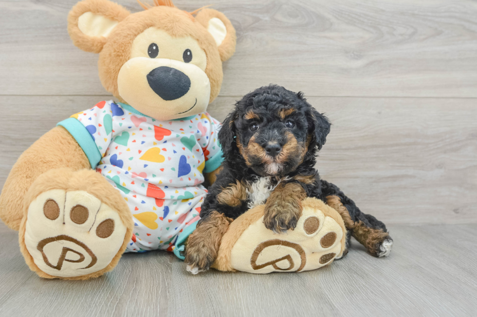 6 week old Havapoo Puppy For Sale - Puppy Love PR
