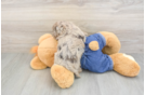 Havapoo Puppy for Adoption