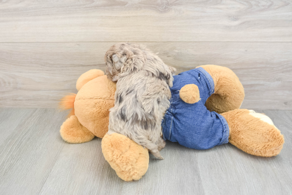 Havapoo Puppy for Adoption
