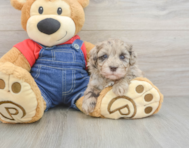 9 week old Havapoo Puppy For Sale - Puppy Love PR