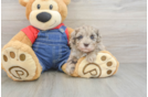 Petite Havapoo Poodle Mix Pup