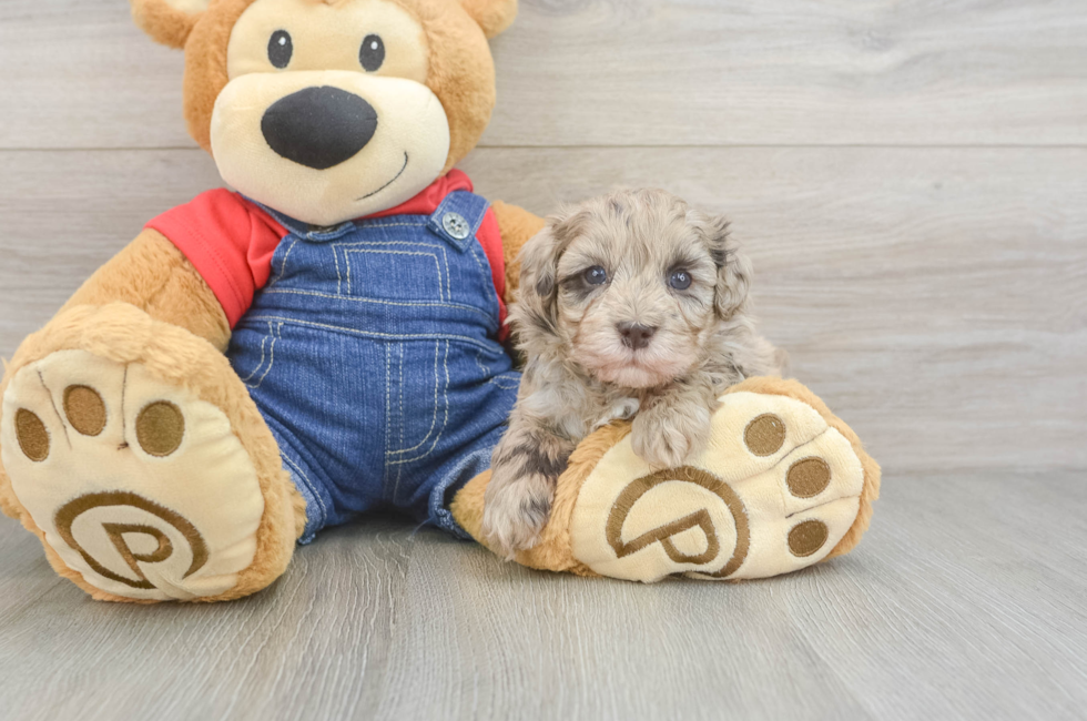 5 week old Havapoo Puppy For Sale - Puppy Love PR