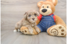 Havapoo Pup Being Cute
