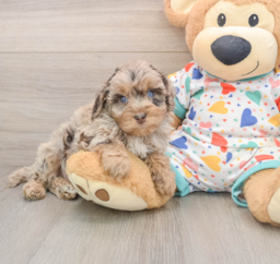 7 week old Havapoo Puppy For Sale - Puppy Love PR