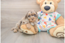 Playful Havadoodle Poodle Mix Puppy