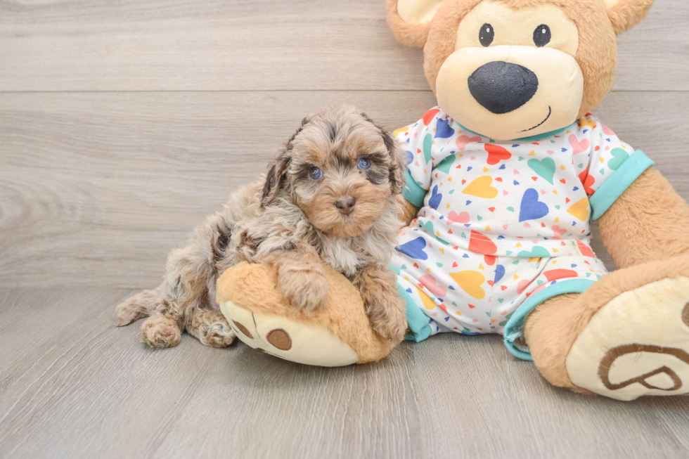Playful Havadoodle Poodle Mix Puppy