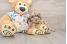 Best Havapoo Baby