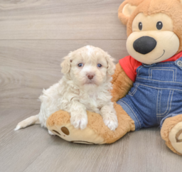 7 week old Havapoo Puppy For Sale - Puppy Love PR