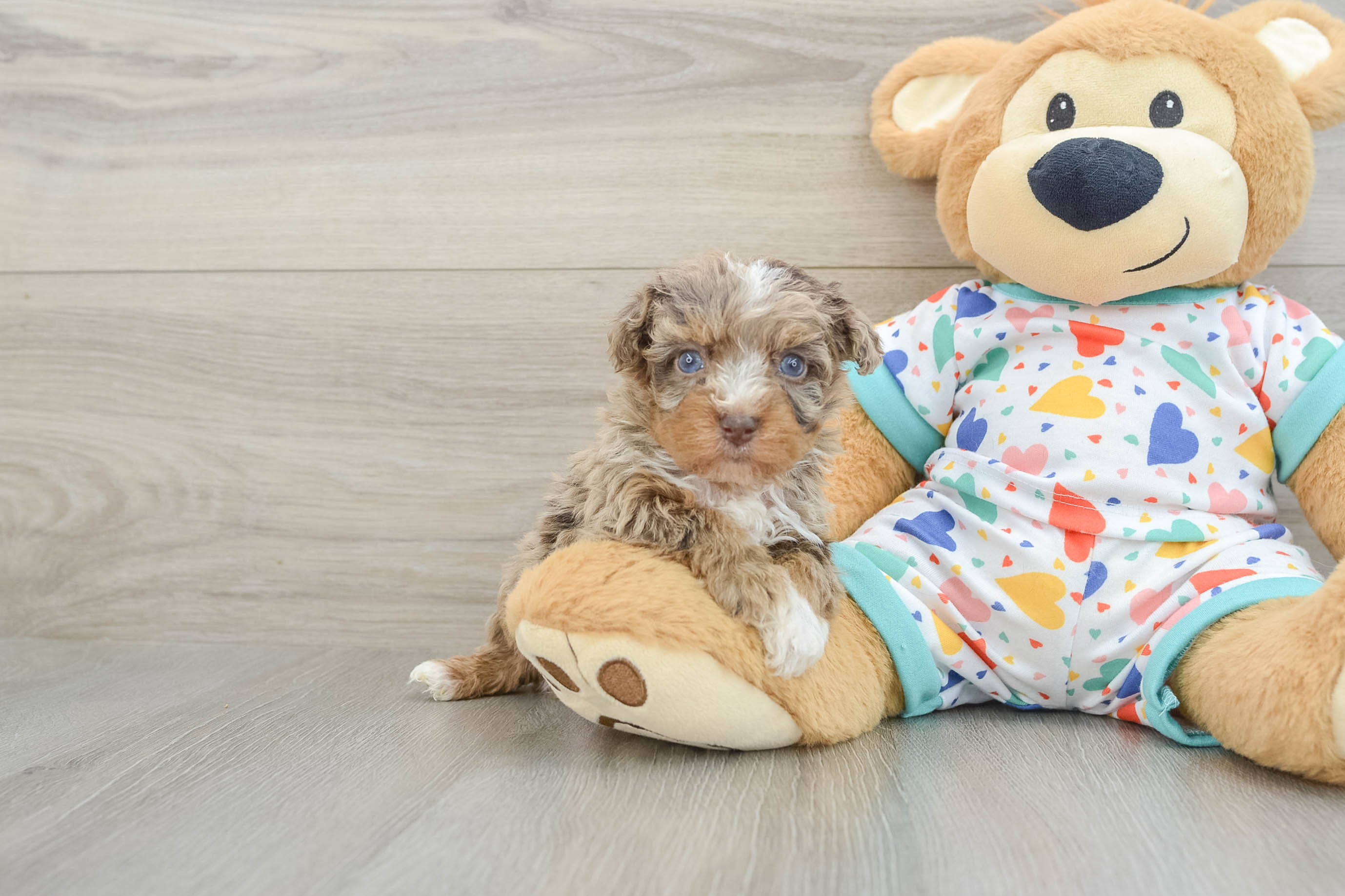 Havapoo Puppy for Adoption