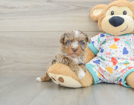 8 week old Havapoo Puppy For Sale - Puppy Love PR